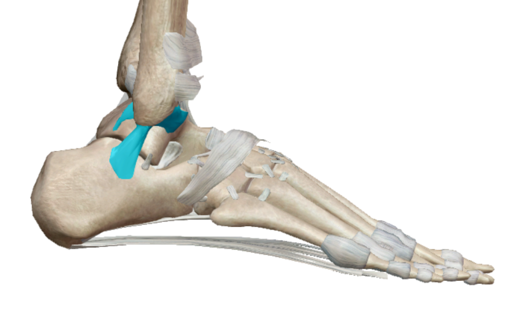 Le ligament collatéral externe de la cheville et ses 3 faisceaux en anatomie par Florian Gaubert, ostéopathe à Uchaud dans le Gard