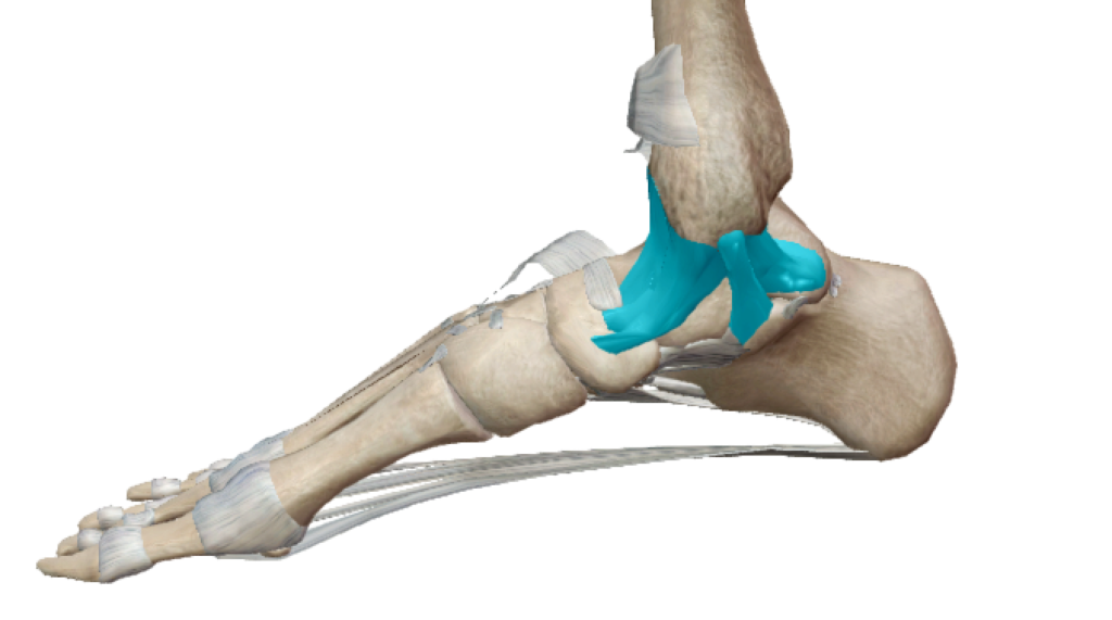 Le ligament collatéral interne de la cheville et ses 4 faisceaux en anatomie, par Florian Gaubert, ostéopathe à Uchaud dans le Gard