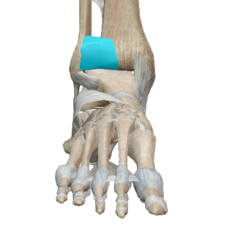 Le ligament tibio-fibulaire inférieure sur son faisceau antérieure, par Florian Gaubert, Ostéopathe à Uchaud dans le Gard