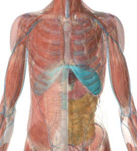 Lire la suite à propos de l’article L’importance du diaphragme en ostéopathie