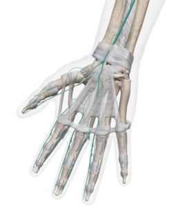 Représentation anatomique du trajet du nerf médian au niveau du poignet et de la main à sa face palmaire par Florian Gaubert, ostéopathe à Uchaud dans le Gard
