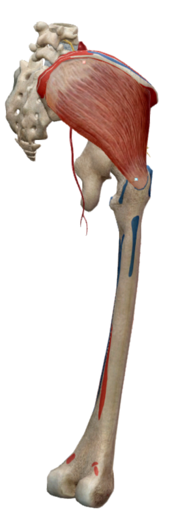 Insertions du muscle moyen fessier droit sur le squelette