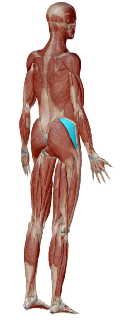 Représentation du muscle moyen fessier droit (en bleu)