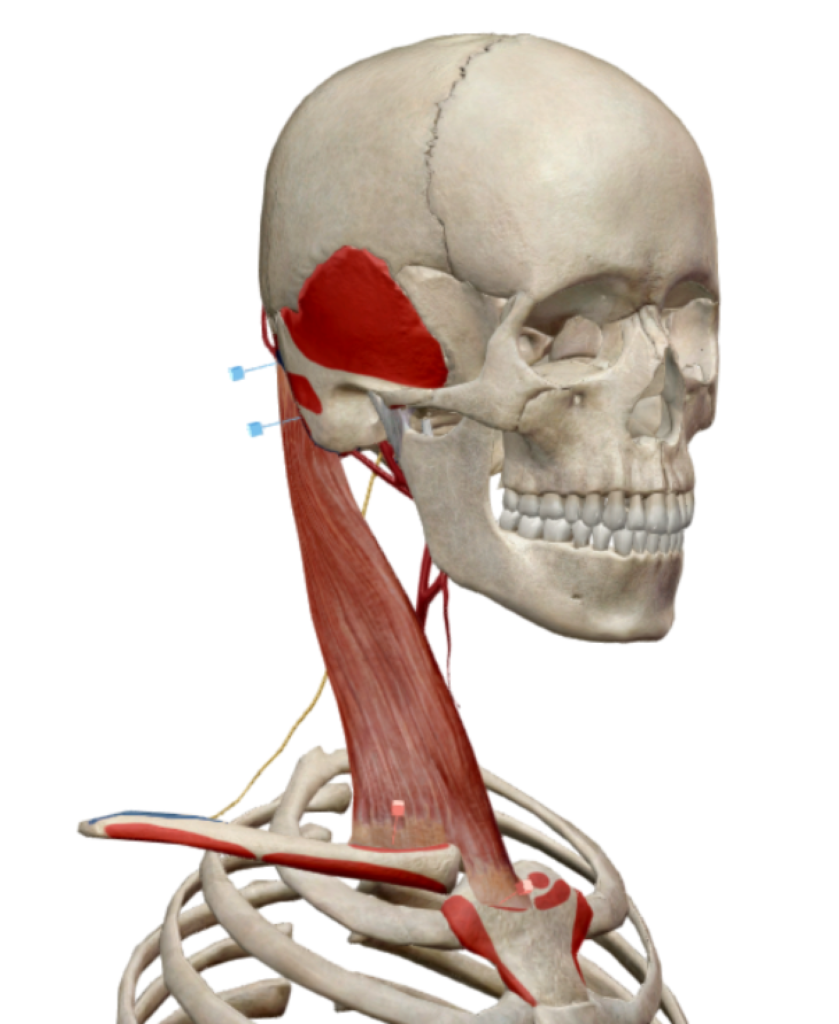 Représentation anatomique du SCOM droit et ses insertions sur le squelette, par Florian Gaubert, ostéopathie à Uchaud dans le Gard