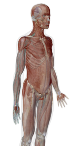 Représentation anatomique du trajet du plexus brachial et de ses branches (en bleu) à droite, en vue antéro-latérale par Florian Gaubert, ostéopathe à Uchaud dans le Gard