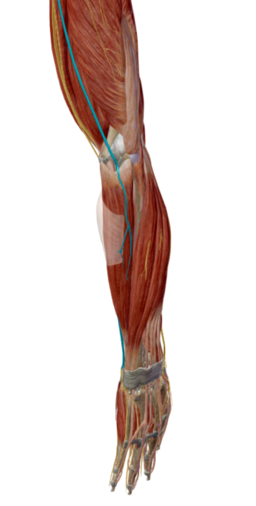 Représentation anatomique du trajet du nerf ulnaire à proximité des muscles épitrochléens dans la région du coude par Florian Gaubert, ostéopathe à Uchaud dans le Gard