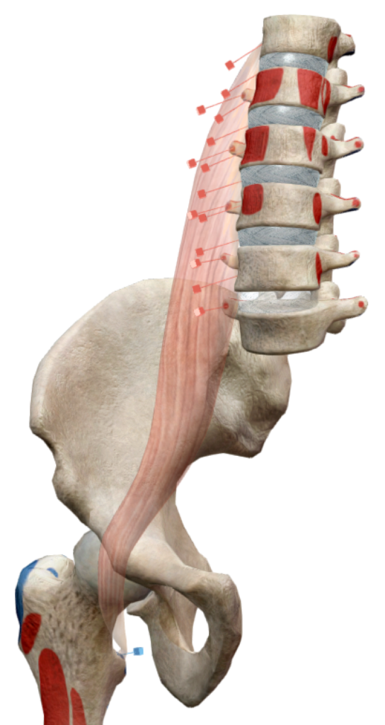 Représentation des insertions du muscle psoas sur le rachis et le fémur par Florian Gaubert, ostéopathe à Uchaud dans le gard