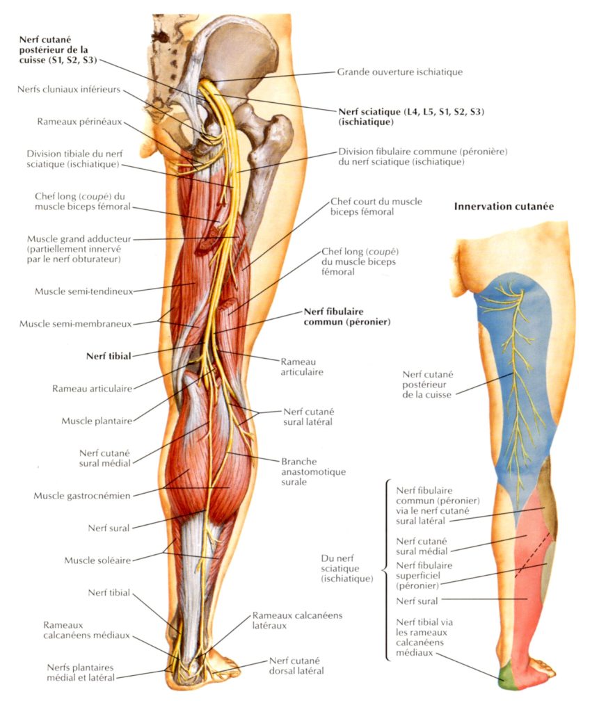 Anatomie du nerf sciatique droit, selon Netter par Florian GAUBERT ostéopathe à Uchaud dans le Gard
