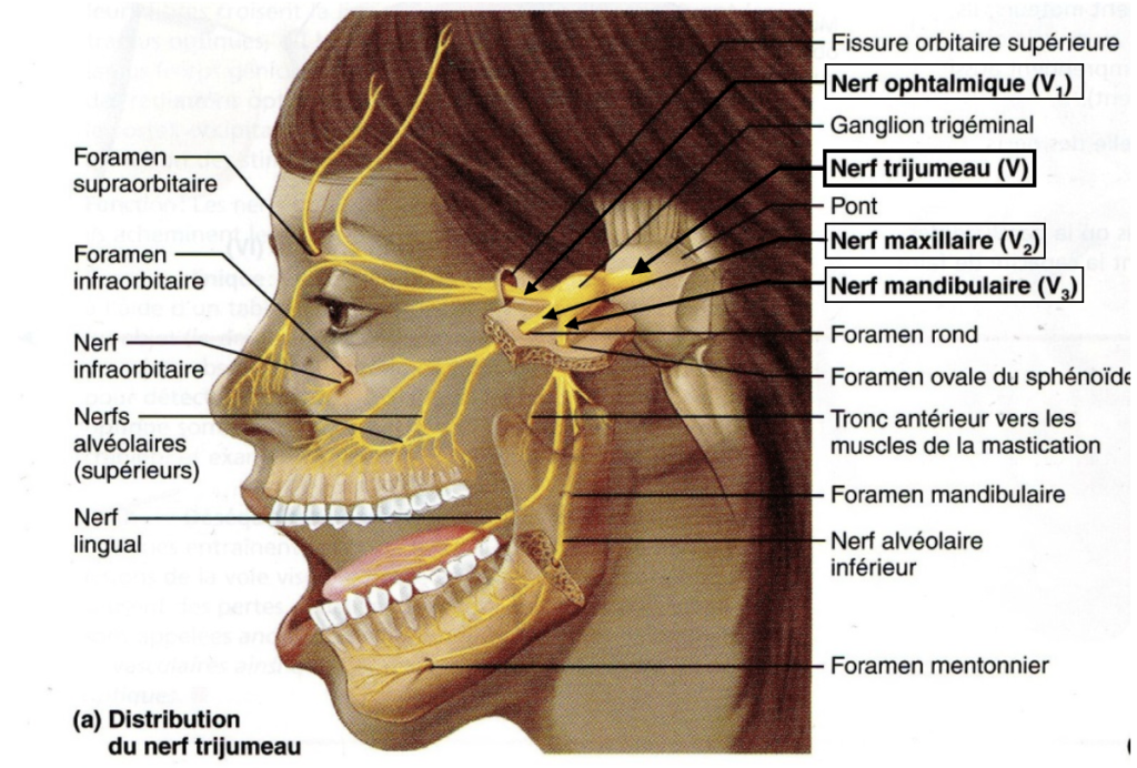 Représentation anatomique du nerf trijumeau et de ses branches terminales