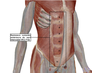 Représentation des rameaux antérieurs cutanés des nerfs intercostaux au travers de la gaine abdominale par Florian Gaubert, ostéopathe à Uchaud dans le Gard
