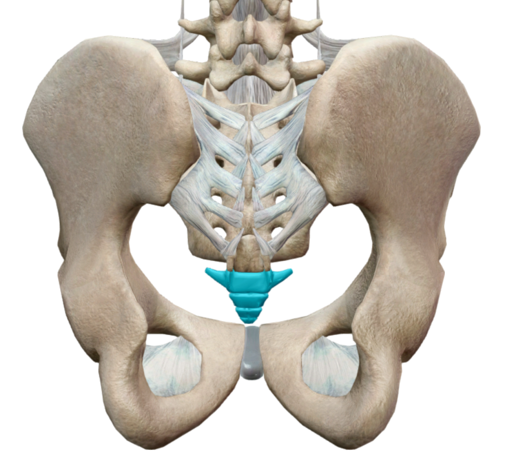 Vue postérieure du coccyx par Florian Gaubert, ostéopathe à uchaud dans le Gard