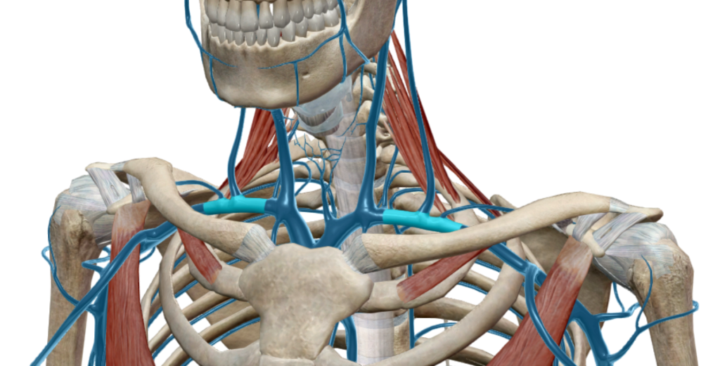 Représentation anatomique de la veine subclavière en bilatéral (en bleue)