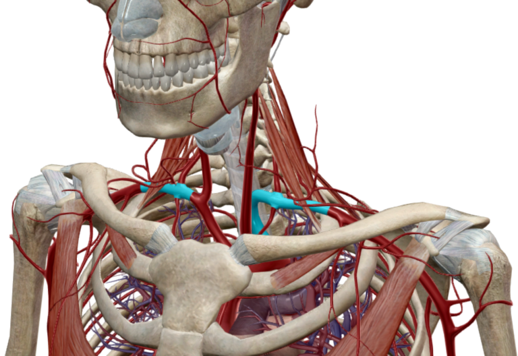 Représentation anatomique de l'artère subclavière en bilatéral (en bleue)
