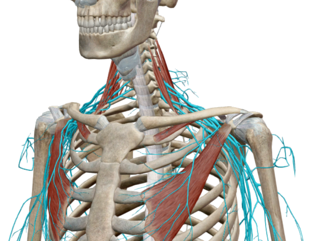 Représentation anatomique du plexus brachial en bilatéral (en bleu)