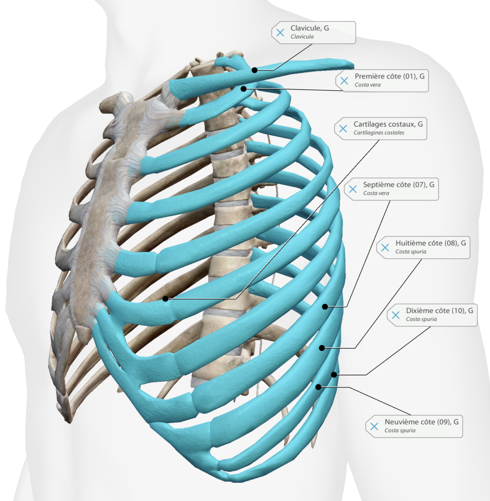 Représentation anatomique des côtes et de leurs cartilages costaux (sauf K11 et K12) par Florian Gaubert, ostéopathe à Uchaud dans le Gard