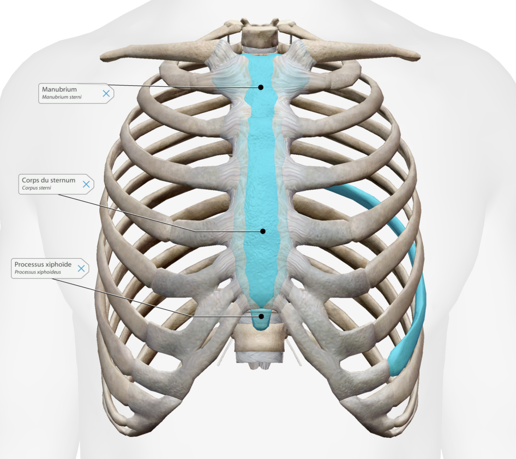 Représentation anatomique du sternum avec le manubrium sternal, le corps et le processus xyphoïde par Florian Gaubert, ostéopathe à Uchaud dans le Gard