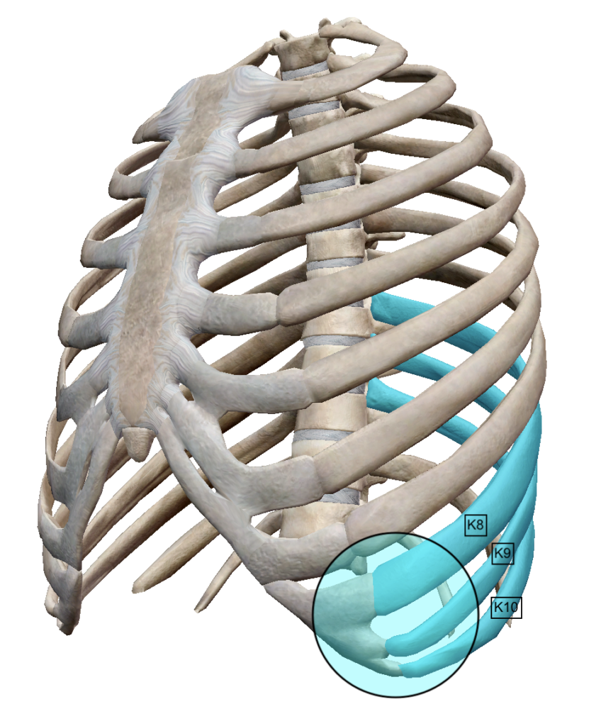 Siège de la douleur du syndrome de Cyriax (à gauche) par Florian Gaubert, ostéopathe à Uchaud dans le Gard