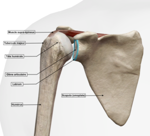 Représentation anatomique de l’articulation gléno-humérale droite en position neutre, avec son labrum glénoïdien (en bleu) et le muscle supra-épineux