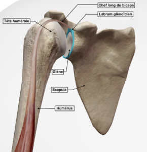 Vue antéro-latérale de l'articulation gléno-humérale droite avec son labrum glénoïdien et le chef long du biceps brachial par Florian Gaubert, ostéopathe à Uchaud dans le Gard