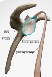 Vue latérale de l'articulation gléno-humérale droite avec son labrum glénoïdien et le chef long du biceps brachial par Florian Gaubert, ostéopathe à Uchaud dans le Gard