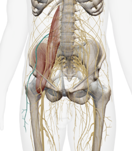 Représentation anatomique du nerf cutané latéral de la cuisse droit (en bleu) par Florian Gaubert, ostéopathe à Uchaud dans le Gard