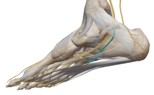 Représentation anatomique du nerf plantaire latéral (en bleu) du pied droit parfois comprimé dans certaines fasciites plantaires et à l’origine d’une neuropathie de Baxter par Florian Gaubert, ostéopathe à Uchaud dans le Gard