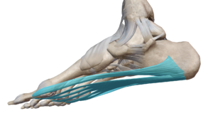 Représentation anatomique du fascia plantaire (ou aponévrose plantaire) du pied droit (en bleu) par Florian Gaubert, ostéopathe à Uchaud dans le Gard