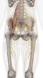 Représentation anatomique du nerf crural droit (en bleu) par Florian Gaubert, ostéopathe à Uchaud dans le Gard