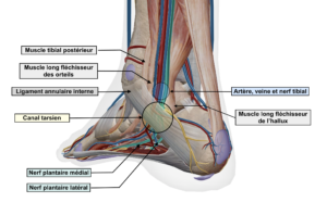 Représentation anatomique du contenu et des limites musculo-squelettiques du canal tarsien par Florian Gaubert, ostéopathe à Uchaud dans le Gard