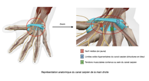 Représentation anatomique du canal carpien de la main droite par Florian Gaubert, ostéopathe à Uchaud dans le Gard